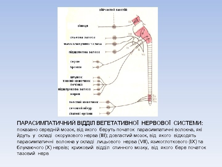 ПАРАСИМПАТИЧНИЙ ВІДДІЛ ВЕГЕТАТИВНОЇ НЕРВОВОЇ СИСТЕМИ: показано середній мозок, від якого беруть початок парасимпатичні волокна,