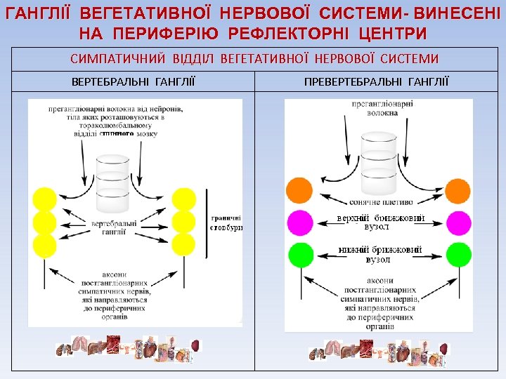 ГАНГЛІЇ ВЕГЕТАТИВНОЇ НЕРВОВОЇ СИСТЕМИ- ВИНЕСЕНІ НА ПЕРИФЕРІЮ РЕФЛЕКТОРНІ ЦЕНТРИ СИМПАТИЧНИЙ ВІДДІЛ ВЕГЕТАТИВНОЇ НЕРВОВОЇ СИСТЕМИ