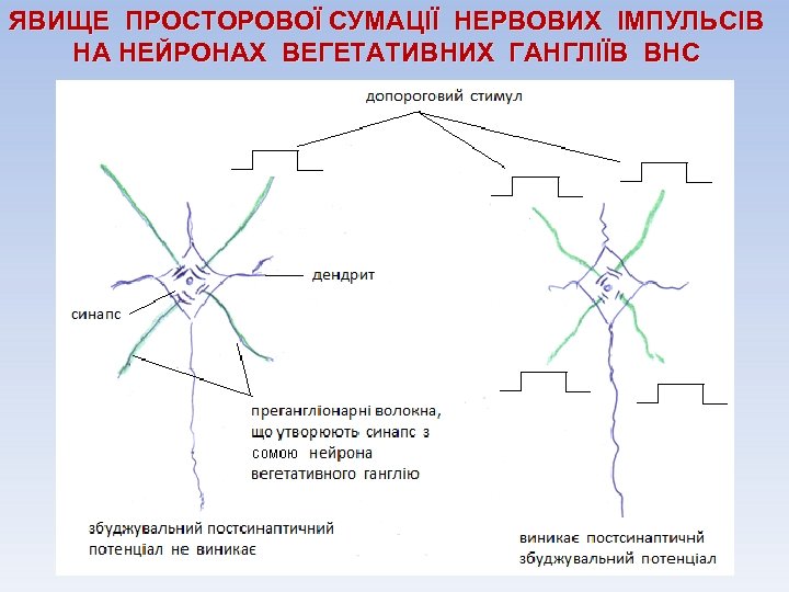 ЯВИЩЕ ПРОСТОРОВОЇ СУМАЦІЇ НЕРВОВИХ ІМПУЛЬСІВ НА НЕЙРОНАХ ВЕГЕТАТИВНИХ ГАНГЛІЇВ ВНС 