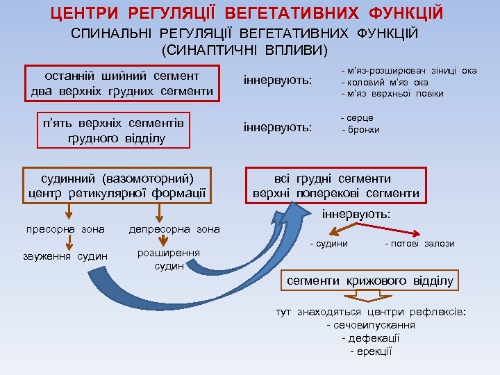 ЦЕНТРИ РЕГУЛЯЦІЇ ВЕГЕТАТИВНИХ ФУНКЦІЙ СПИНАЛЬНІ РЕГУЛЯЦІЇ ВЕГЕТАТИВНИХ ФУНКЦІЙ (СИНАПТИЧНІ ВПЛИВИ) останній шийний сегмент два