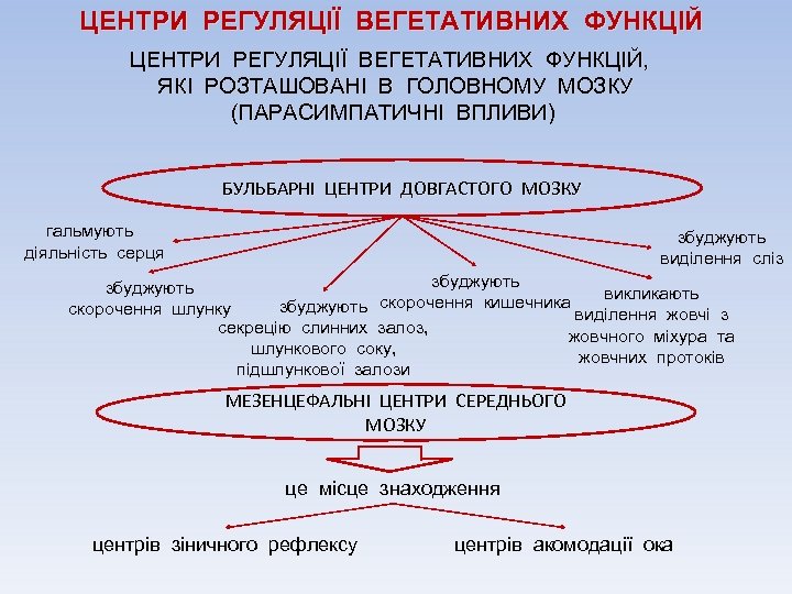 ЦЕНТРИ РЕГУЛЯЦІЇ ВЕГЕТАТИВНИХ ФУНКЦІЙ, ЯКІ РОЗТАШОВАНІ В ГОЛОВНОМУ МОЗКУ (ПАРАСИМПАТИЧНІ ВПЛИВИ) БУЛЬБАРНІ ЦЕНТРИ ДОВГАСТОГО