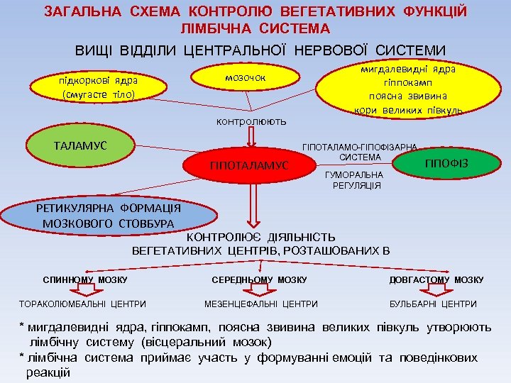 ЗАГАЛЬНА СХЕМА КОНТРОЛЮ ВЕГЕТАТИВНИХ ФУНКЦІЙ ЛІМБІЧНА СИСТЕМА ВИЩІ ВІДДІЛИ ЦЕНТРАЛЬНОЇ НЕРВОВОЇ СИСТЕМИ підкоркові ядра