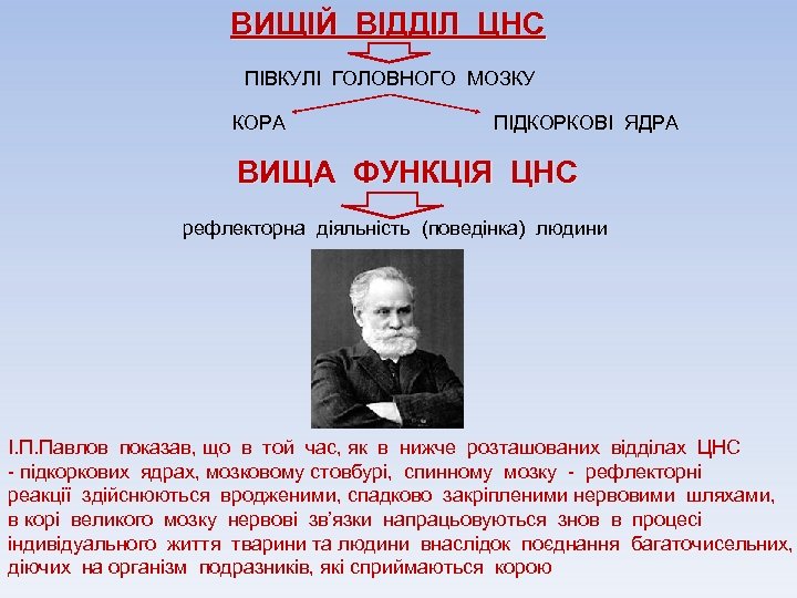 ВИЩІЙ ВІДДІЛ ЦНС ПІВКУЛІ ГОЛОВНОГО МОЗКУ КОРА ПІДКОРКОВІ ЯДРА ВИЩА ФУНКЦІЯ ЦНС рефлекторна діяльність