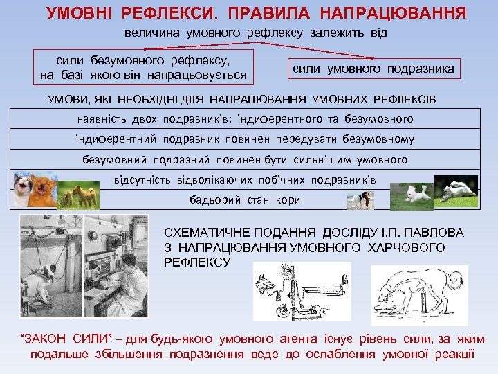 УМОВНІ РЕФЛЕКСИ. ПРАВИЛА НАПРАЦЮВАННЯ величина умовного рефлексу залежить від сили безумовного рефлексу, на базі