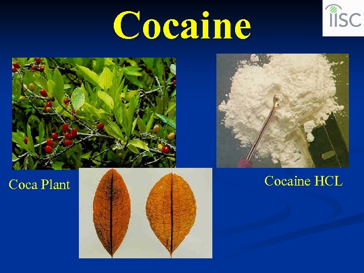 Cocaine Coca Plant Cocaine HCL 