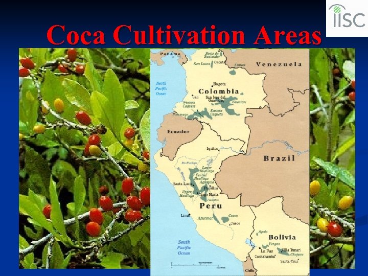 Coca Cultivation Areas 