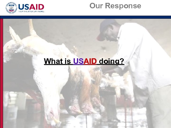 Our Response What is USAID doing? 