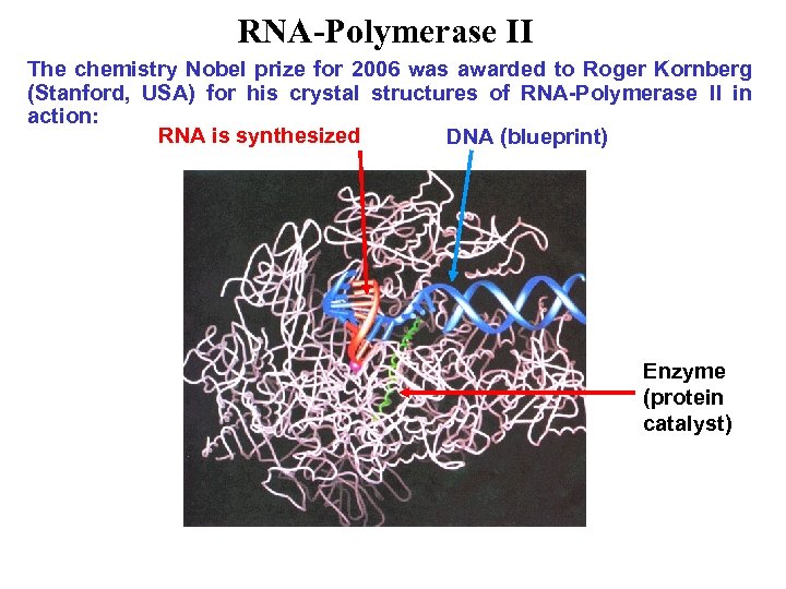 RNA-Polymerase II The chemistry Nobel prize for 2006 was awarded to Roger Kornberg (Stanford,