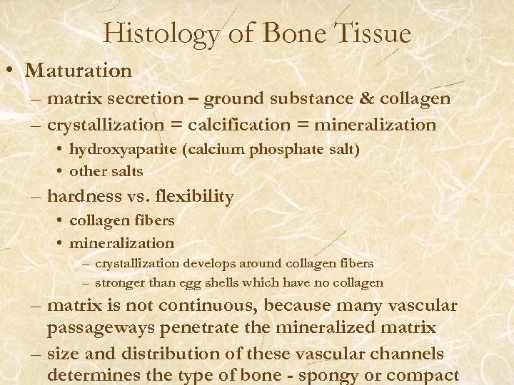 Histology of Bone Tissue • Maturation – matrix secretion – ground substance & collagen