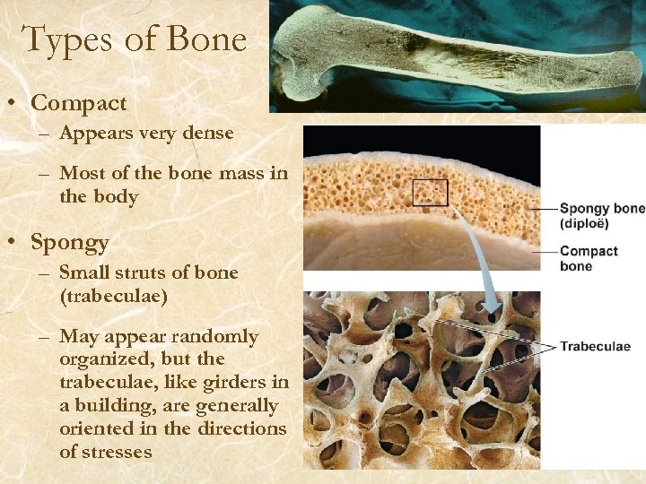 Types of Bone • Compact – Appears very dense – Most of the bone