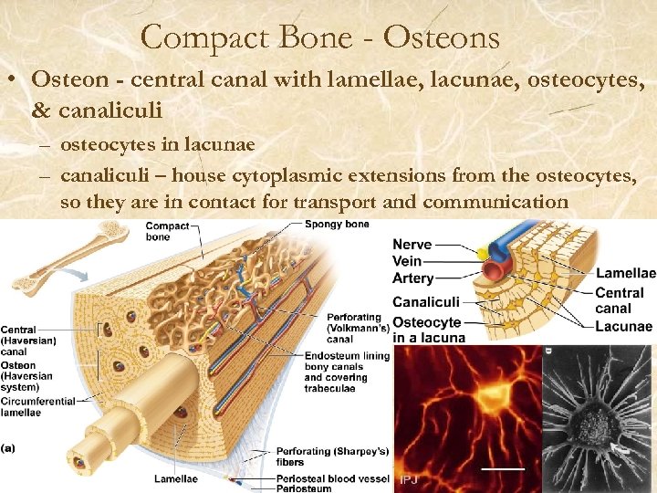 Compact Bone - Osteons • Osteon - central canal with lamellae, lacunae, osteocytes, &