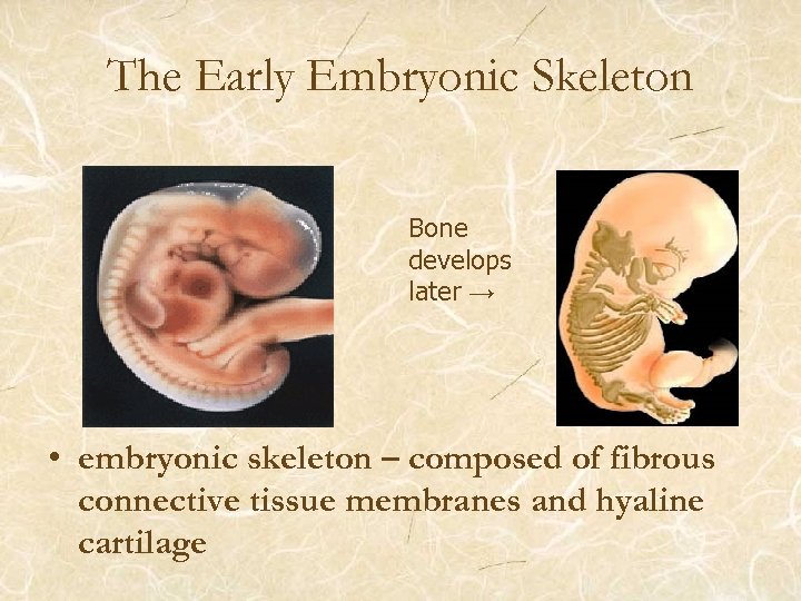 The Early Embryonic Skeleton Bone develops later → • embryonic skeleton – composed of
