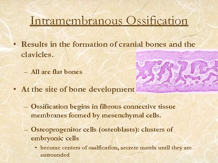 Intramembranous Ossification • Results in the formation of cranial bones and the clavicles. –