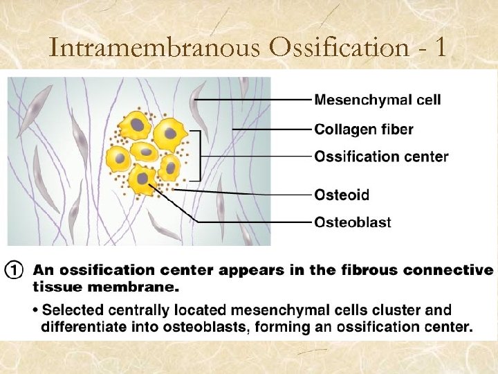 Intramembranous Ossification - 1 