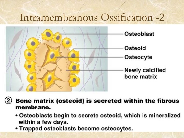 Intramembranous Ossification -2 