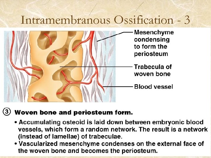 Intramembranous Ossification - 3 