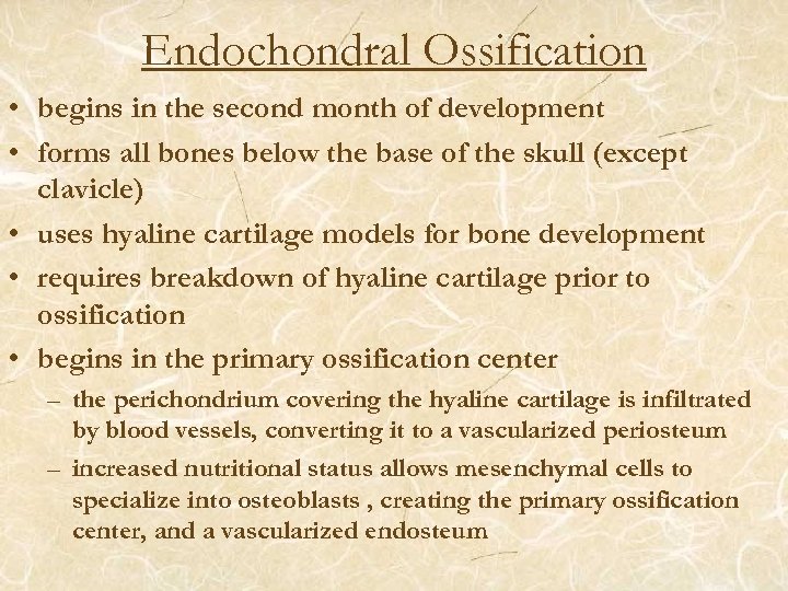 Endochondral Ossification • begins in the second month of development • forms all bones