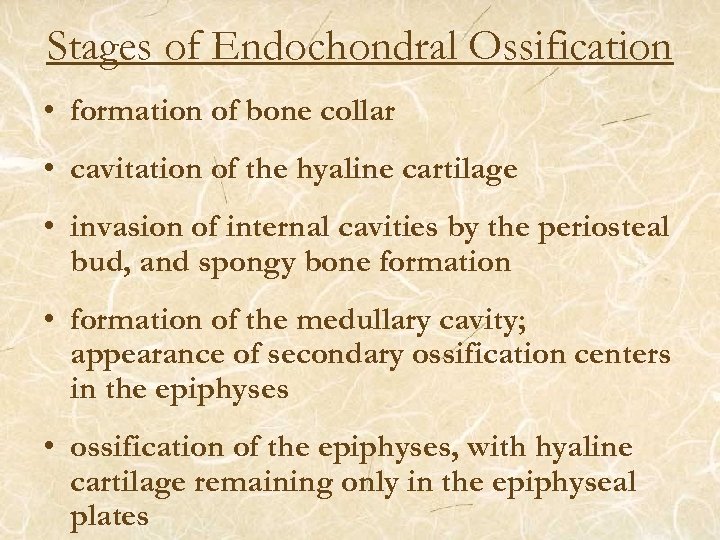 Stages of Endochondral Ossification • formation of bone collar • cavitation of the hyaline