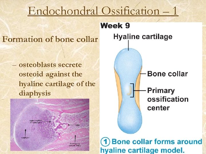 Endochondral Ossification – 1 Formation of bone collar – osteoblasts secrete osteoid against the