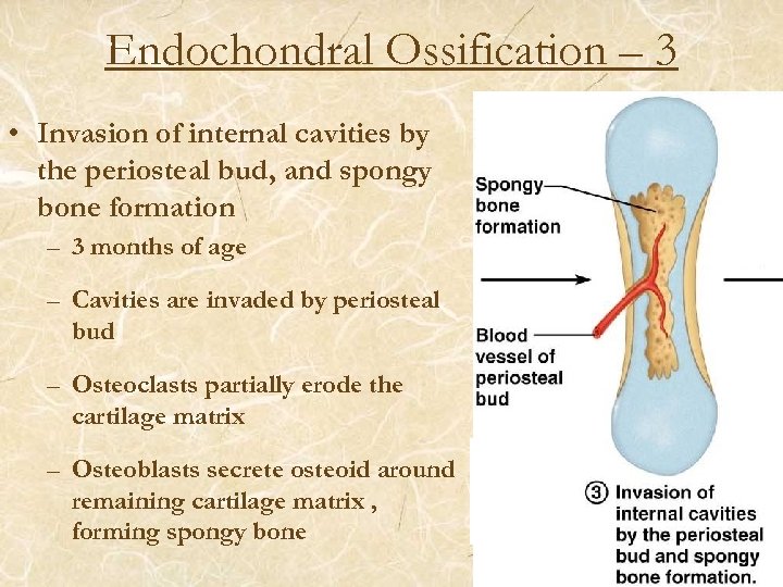 Endochondral Ossification – 3 • Invasion of internal cavities by the periosteal bud, and