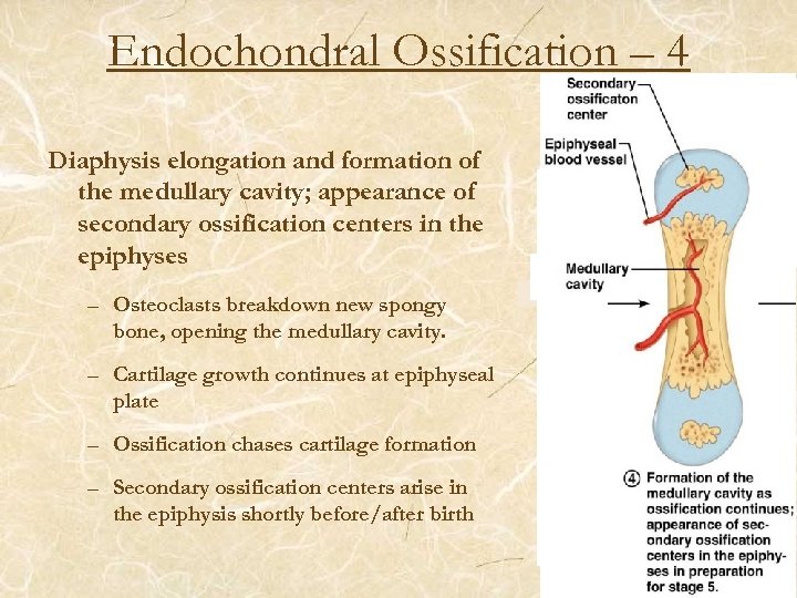 Endochondral Ossification – 4 Diaphysis elongation and formation of the medullary cavity; appearance of