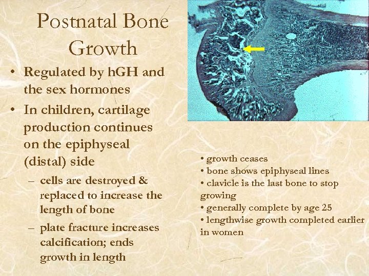 Postnatal Bone Growth • Regulated by h. GH and the sex hormones • In
