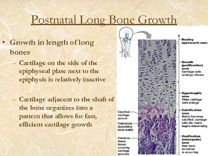 Postnatal Long Bone Growth • Growth in length of long bones – Cartilage on