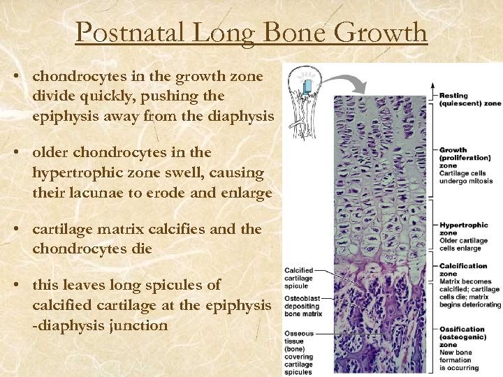 Postnatal Long Bone Growth • chondrocytes in the growth zone divide quickly, pushing the