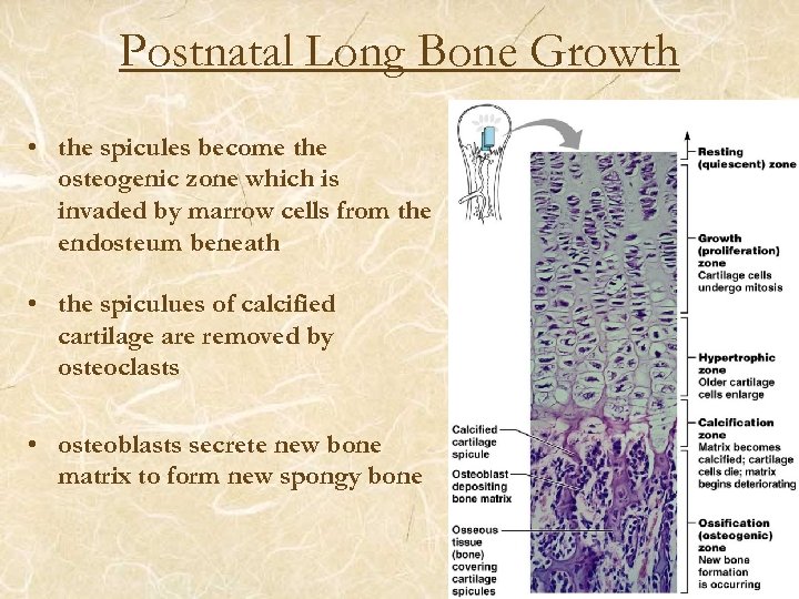 Postnatal Long Bone Growth • the spicules become the osteogenic zone which is invaded