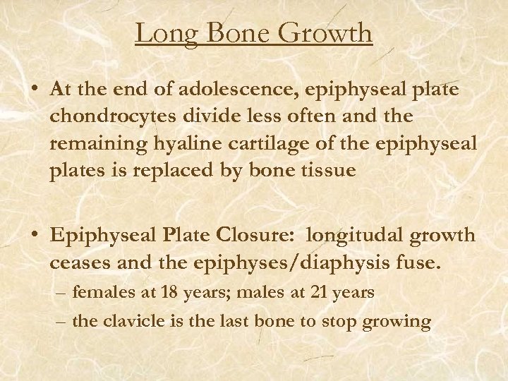 Long Bone Growth • At the end of adolescence, epiphyseal plate chondrocytes divide less