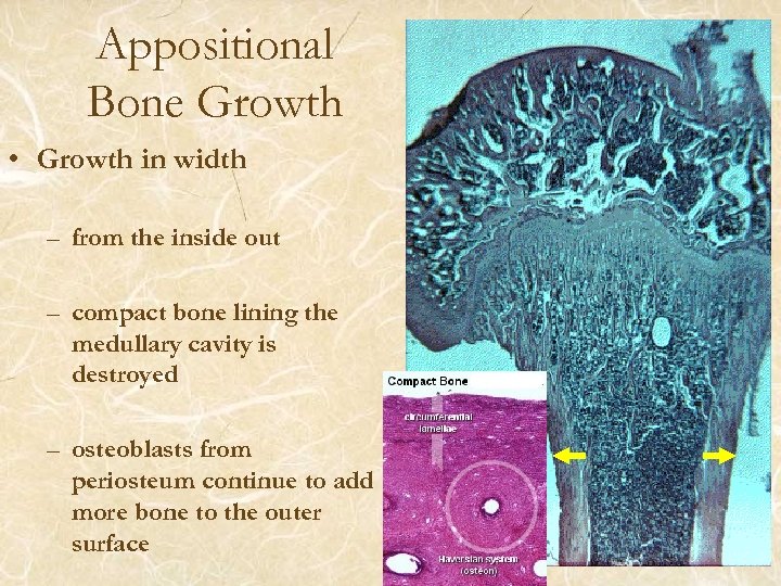 Appositional Bone Growth • Growth in width – from the inside out – compact