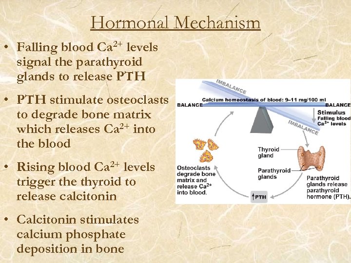Hormonal Mechanism • Falling blood Ca 2+ levels signal the parathyroid glands to release