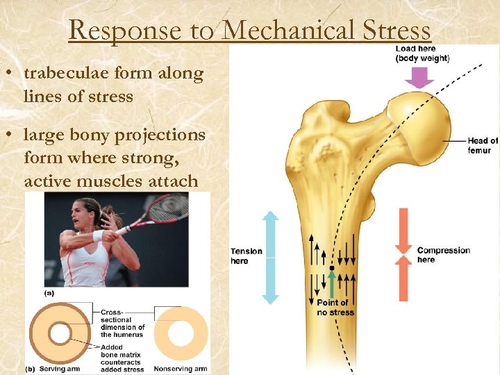 Response to Mechanical Stress • trabeculae form along lines of stress • large bony