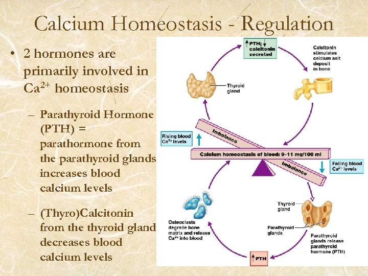 Calcium Homeostasis - Regulation • 2 hormones are primarily involved in Ca 2+ homeostasis