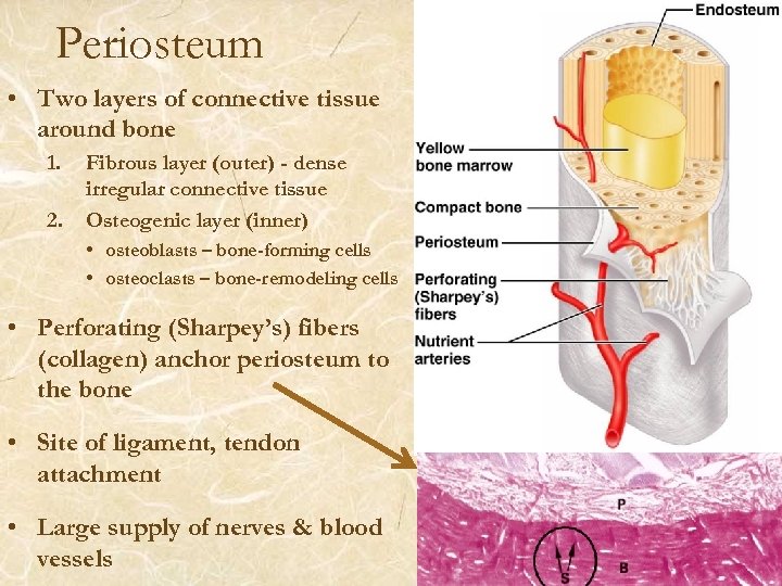 Periosteum • Two layers of connective tissue around bone 1. 2. Fibrous layer (outer)
