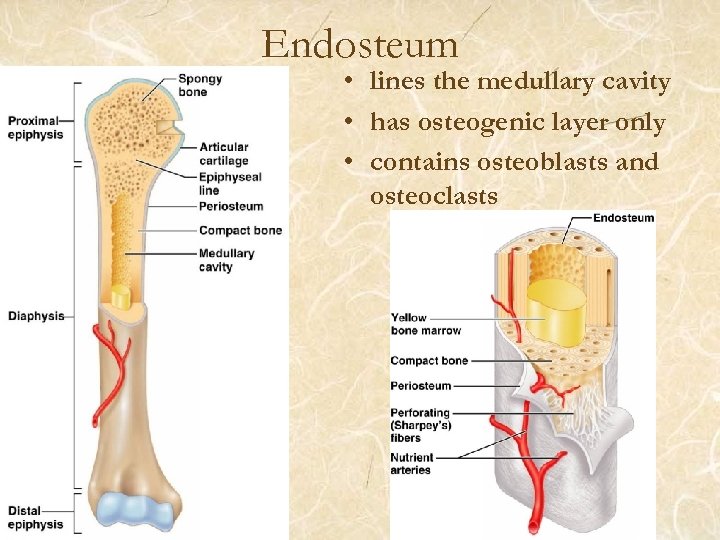 Endosteum • lines the medullary cavity • has osteogenic layer only • contains osteoblasts