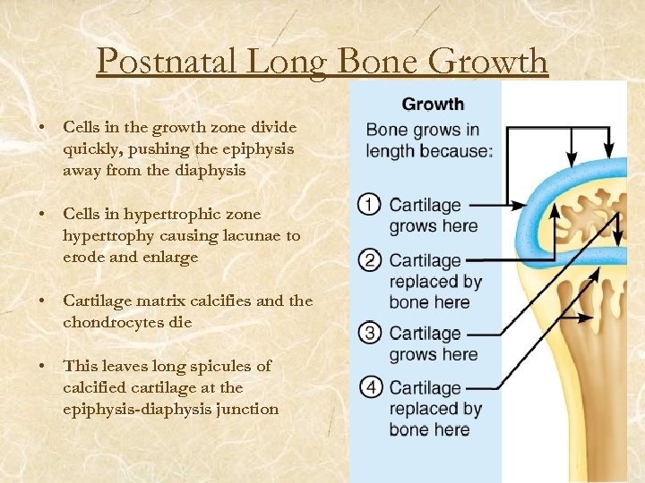 Postnatal Long Bone Growth • Cells in the growth zone divide quickly, pushing the