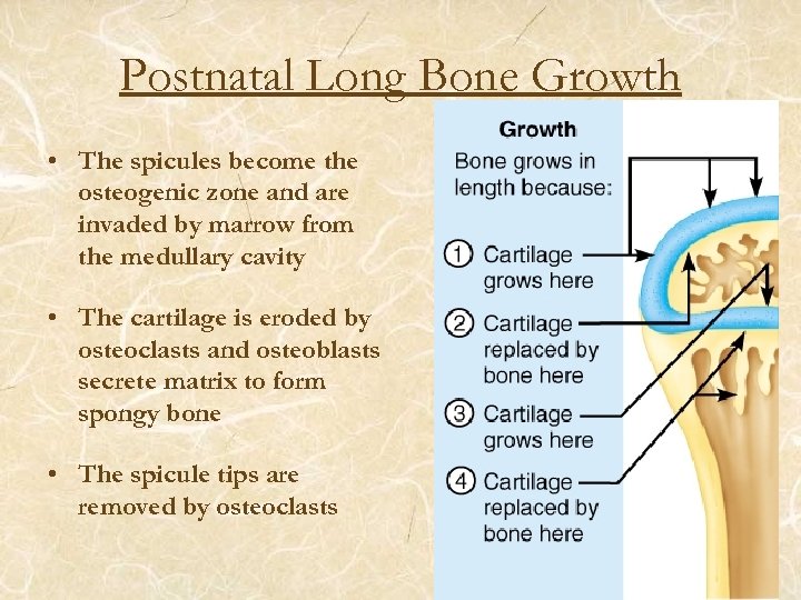 Postnatal Long Bone Growth • The spicules become the osteogenic zone and are invaded