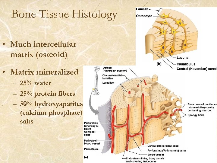 Bone Tissue Histology • Much intercellular matrix (osteoid) • Matrix mineralized – 25% water