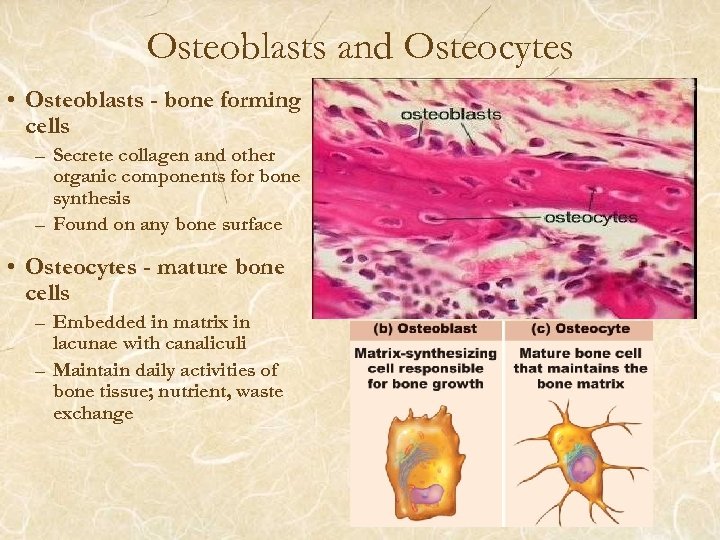 Osteoblasts and Osteocytes • Osteoblasts - bone forming cells – Secrete collagen and other
