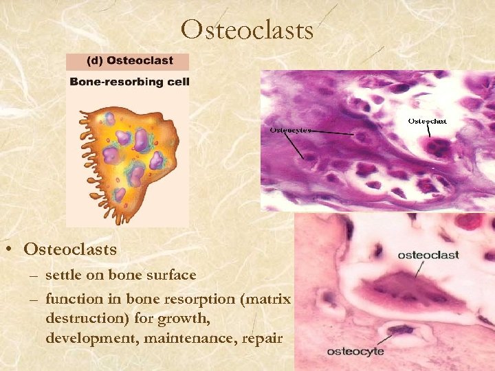 Osteoclasts • Osteoclasts – settle on bone surface – function in bone resorption (matrix
