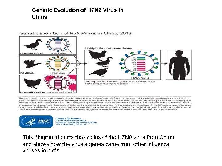 Genetic Evolution of H 7 N 9 Virus in China This diagram depicts the