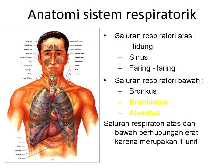 Anatomi sistem respiratorik • • Saluran respiratori atas : – Hidung – Sinus –