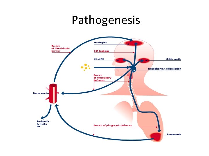 Pathogenesis Salyers, Whitt, in Bacterial Pathogenesis, 1994 