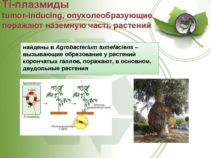 Ti плазмиды tumor inducing, опухолеобразующие поражают наземную часть растений найдены в Agrobacterium tumefaciens –