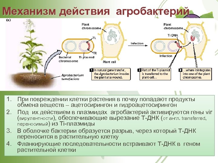 Механизм действия агробактерий 1. При повреждении клетки растения в почву попадают продукты обмена веществ