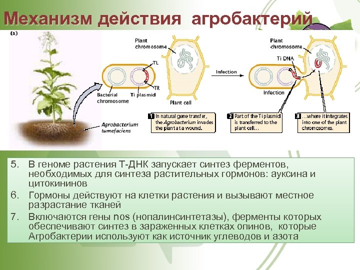 Механизм действия агробактерий 5. В геноме растения Т-ДНК запускает синтез ферментов, необходимых для синтеза