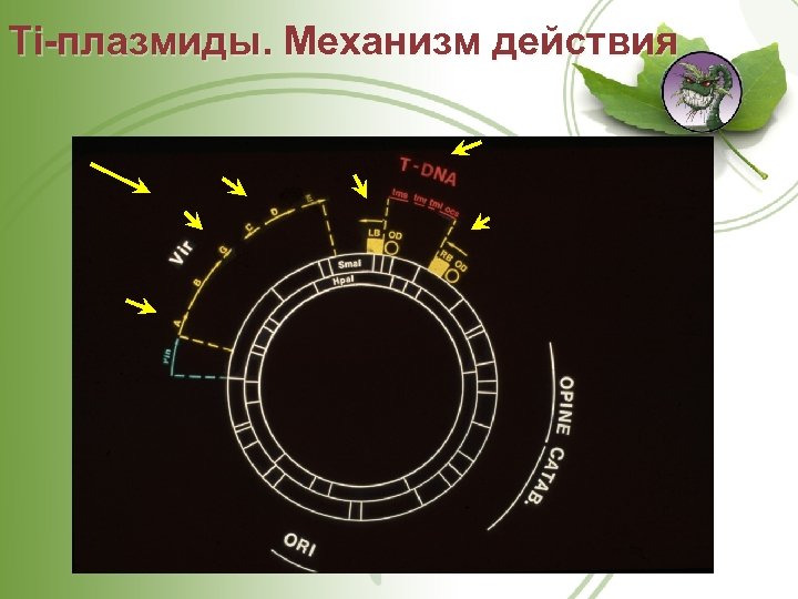 Ti плазмиды. Механизм действия 