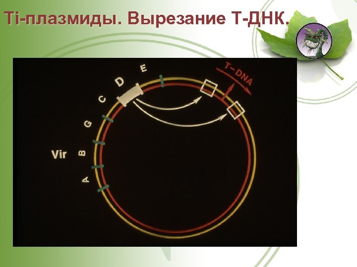 Ti плазмиды. Вырезание Т ДНК. 