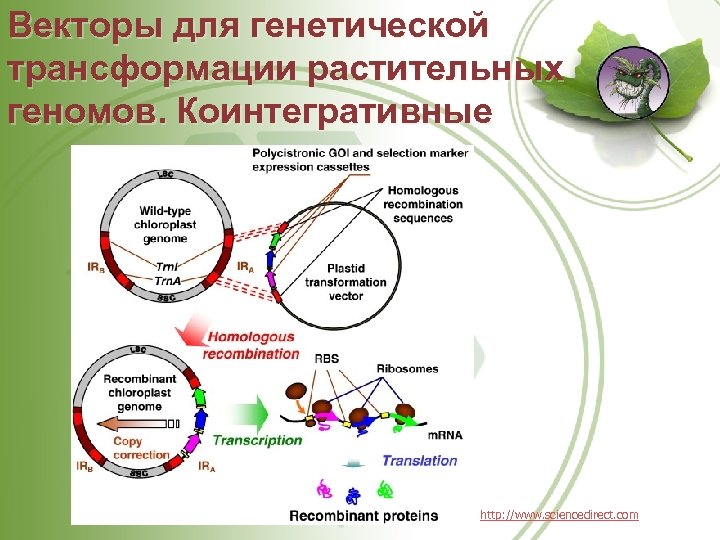 Векторы для генетической трансформации растительных геномов. Коинтегративные http: //www. sciencedirect. com 